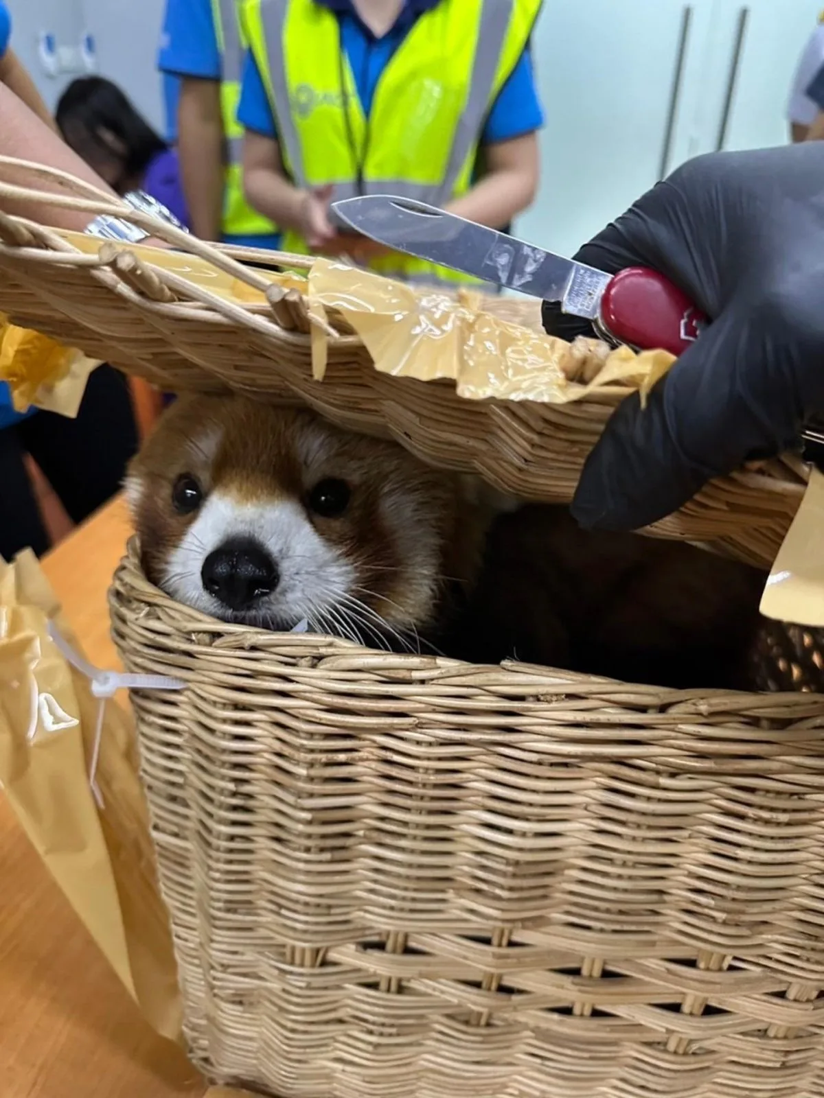 Arrestan a 6 personas en Tailandia por llevar un panda rojo y otros animales en equipaje