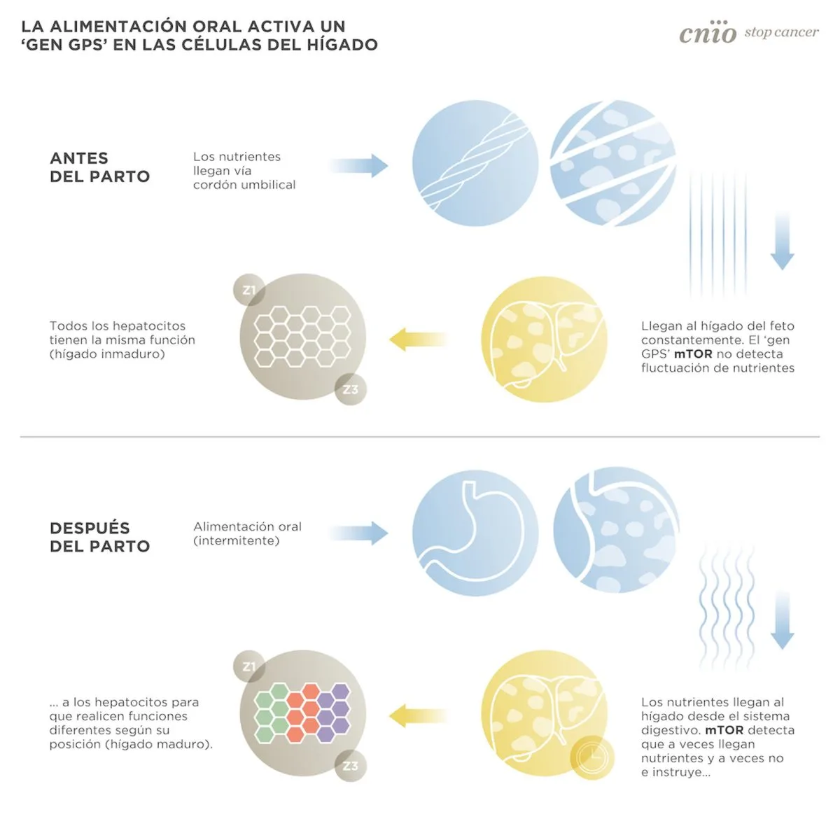 Descubren el GPS que distribuye el trabajo de las células hepáticas tras el parto