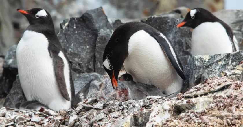 El cambio climático modifica algunos rasgos de la personalidad de los pingüinos