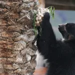 El oso andino, un emblema contra el tráfico ilegal de fauna silvestre en Bolivia