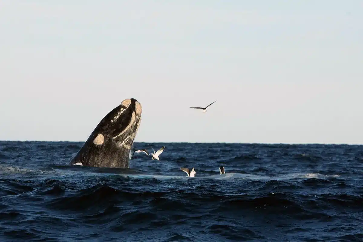 El rey de los maoríes neozelandeses insta a otorgar derechos humanos a las ballenas