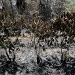 Honduras registra 685 incendios afectando unas 34.000 hectáreas en lo que va de 2024
