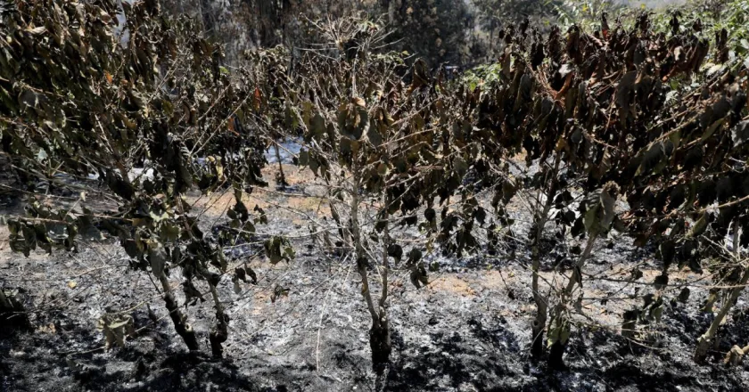 Honduras registra 685 incendios afectando unas 34.000 hectáreas en lo que va de 2024