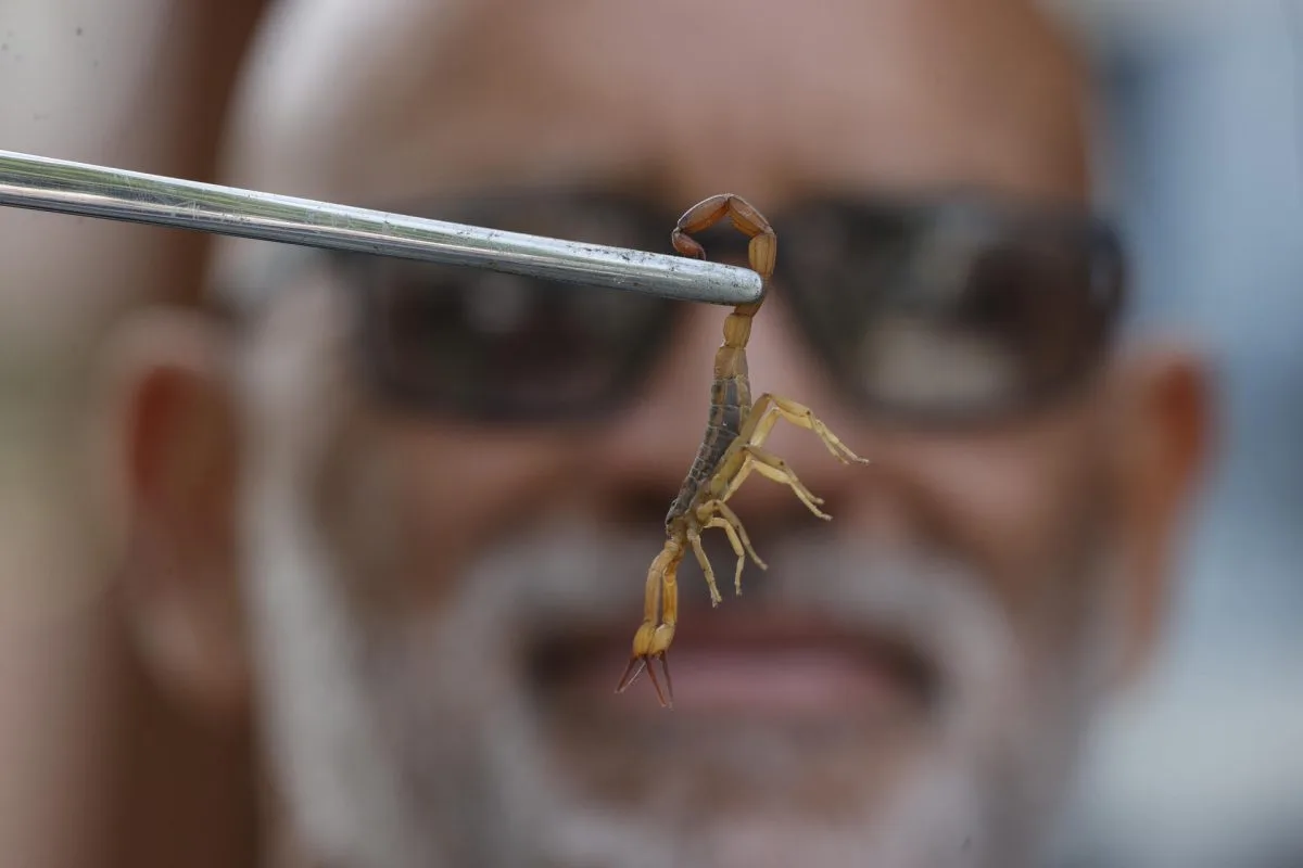 Los ataques de escorpión se multiplican en São Paulo de la mano del cambio climático