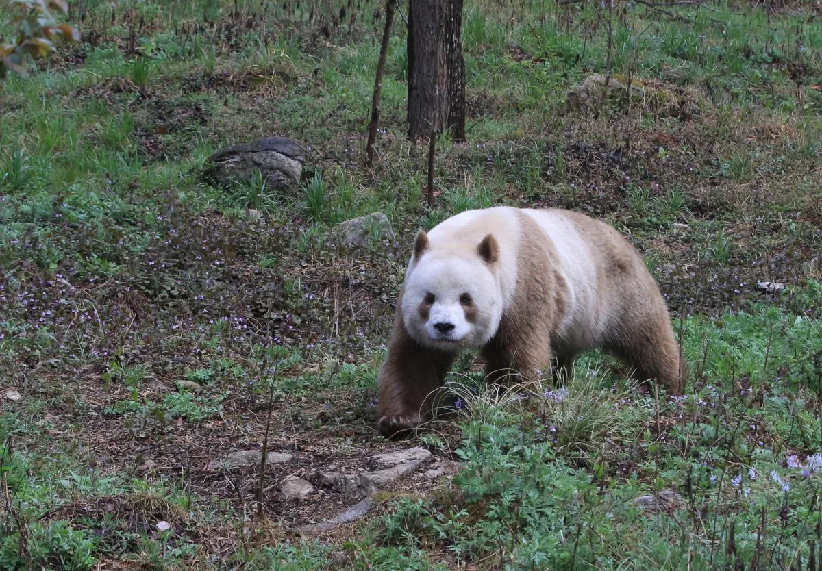 Los excepcionalmente raros osos pandas pardos lo son por una mutación genética