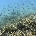 ONG advierten que la UE está lejos de cumplir sus objetivos de protección marina para 2030