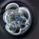 Plantean una nueva definición legal de embrión humano ante el avance de la biotecnología