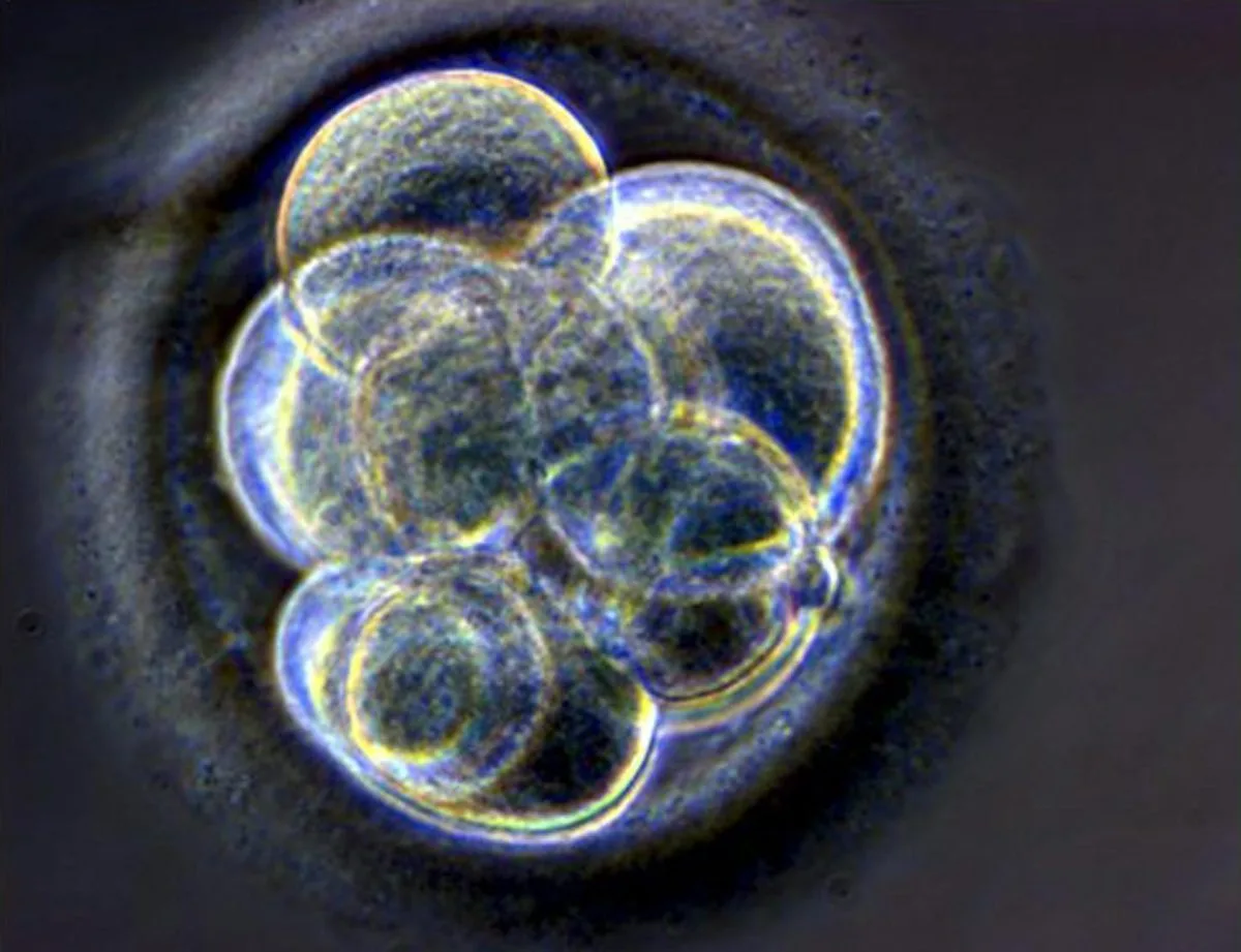Plantean una nueva definición legal de embrión humano ante el avance de la biotecnología