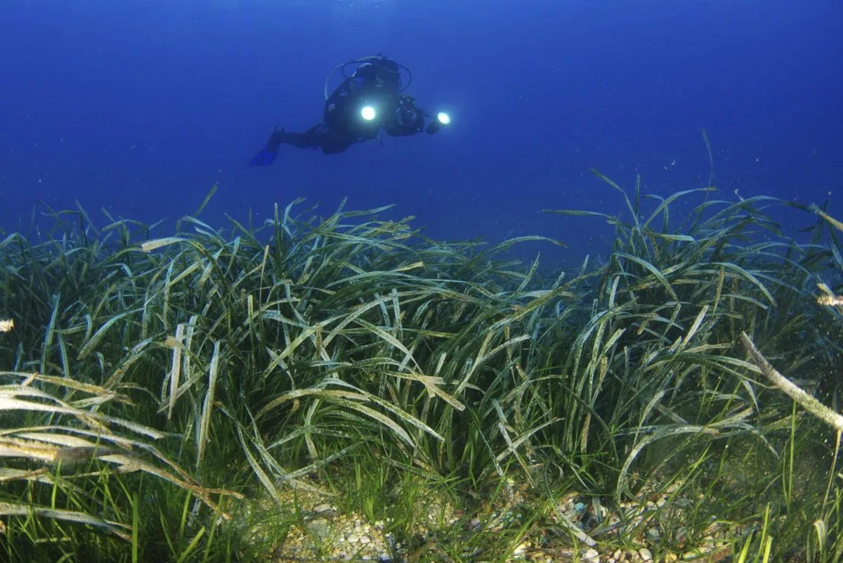 Praderas marinas, un activo clave para la biodiversidad en mal estado de conservación