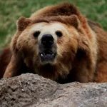 Rumanía pide revisar la protección del oso pardo por los crecientes daños que causa