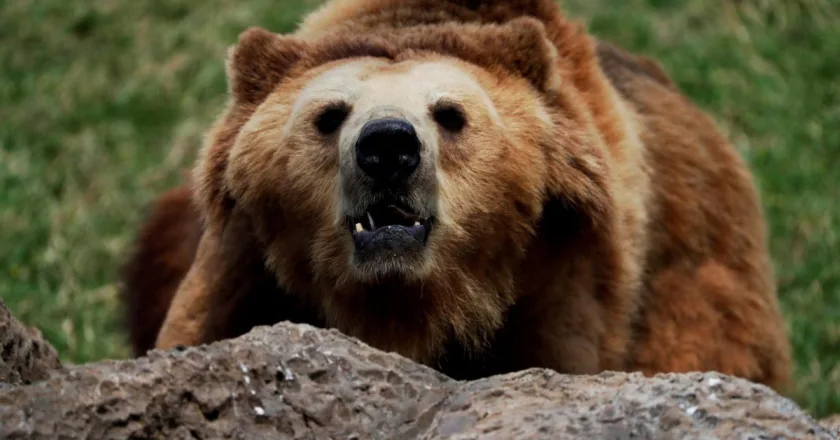 Rumanía pide revisar la protección del oso pardo por los crecientes daños que causa