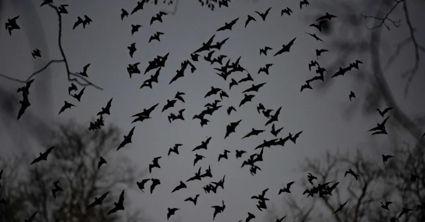 Un estudio alerta de que el calentamiento global afecta a la hibernación de los murciélagos
