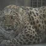 Un zoo de China pondrá a dieta a un leopardo obeso que causa furor entre los visitantes