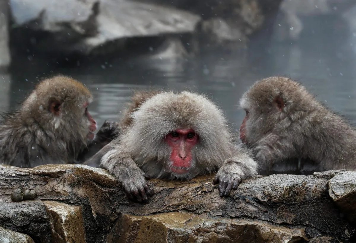 Un zoo de Tokio adaptará la zona de macacos japoneses ante el calentamiento global