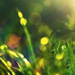 ¿Cómo Reducir tu Huella de Carbono? Consejos para un Estilo de Vida más Ecoamigable