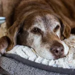 Los mejores cuidados para tu mascota senior: salud, alimentación e higiene
