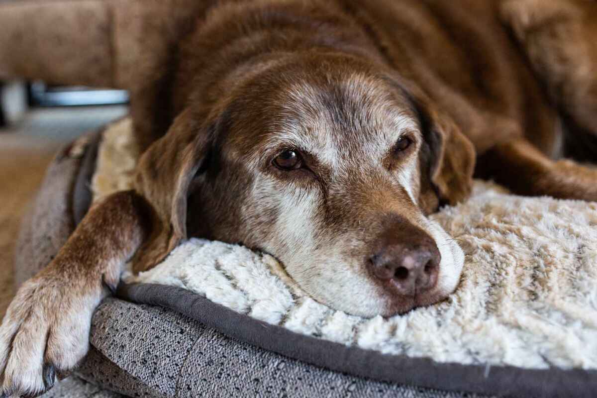 Los mejores cuidados para tu mascota senior: salud, alimentación e higiene