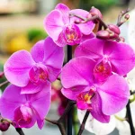 Consejos Clave para el Cuidado de tus Orquídeas en Casa: técnicas y trucos para tu jardín