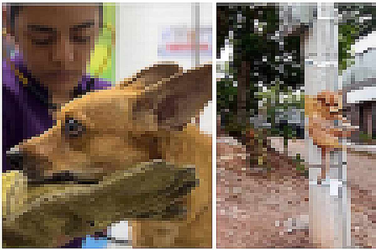 Indignación en Barrancabermeja: Perrito 'Doqui' Amarrado a Poste Desata Furia en Redes