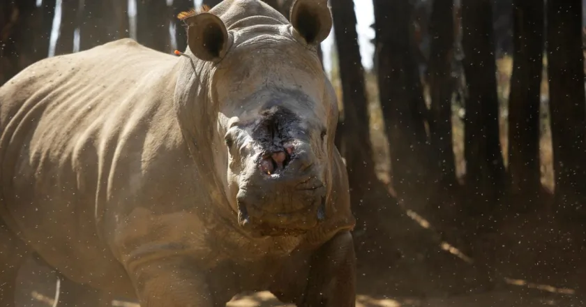 Autoridades del este de Sudáfrica recortan los cuernos de rinocerontes para evitar su caza
