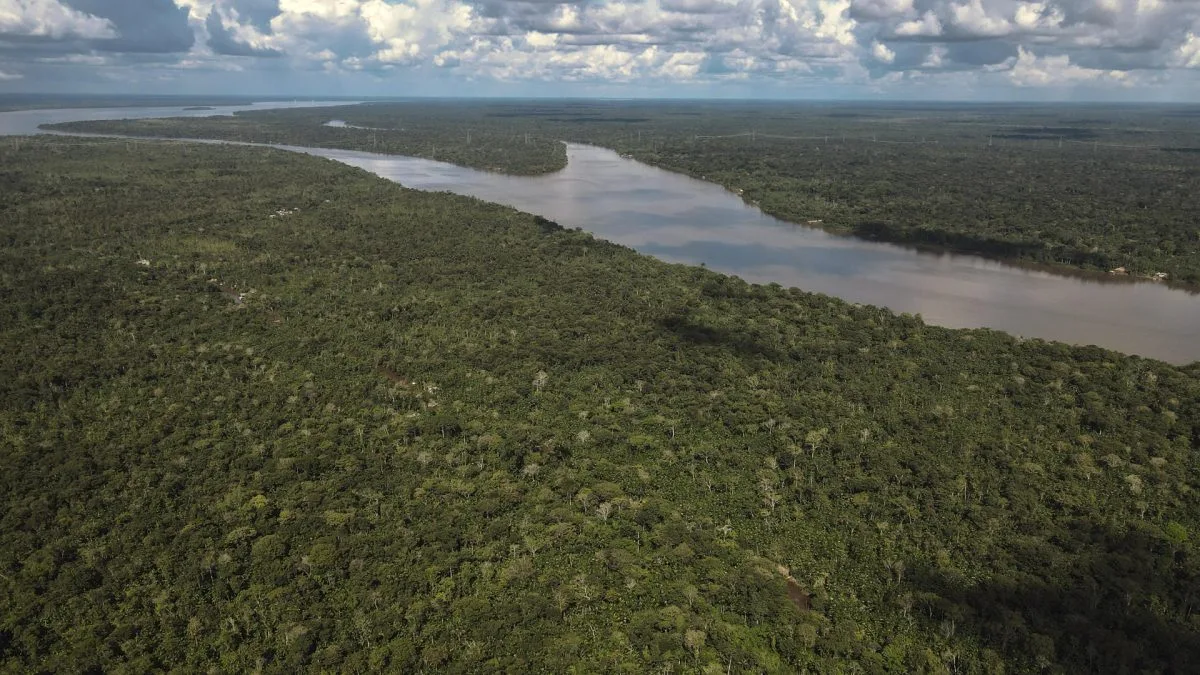 Brasil y Colombia ayudaron a reducir la devastación de los bosques tropicales en 2023