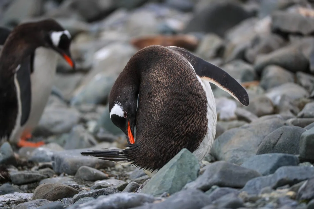 Científicos creen que miles de pingüinos antárticos murieron por un brote de gripe aviar