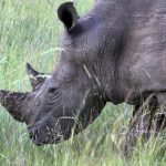 Collares con inteligencia artificial para proteger a los rinocerontes en Sudáfrica