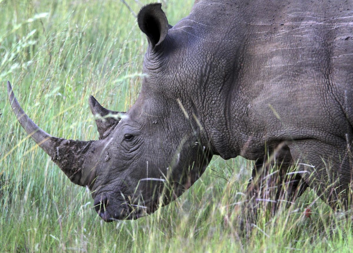 Collares con inteligencia artificial para proteger a los rinocerontes en Sudáfrica