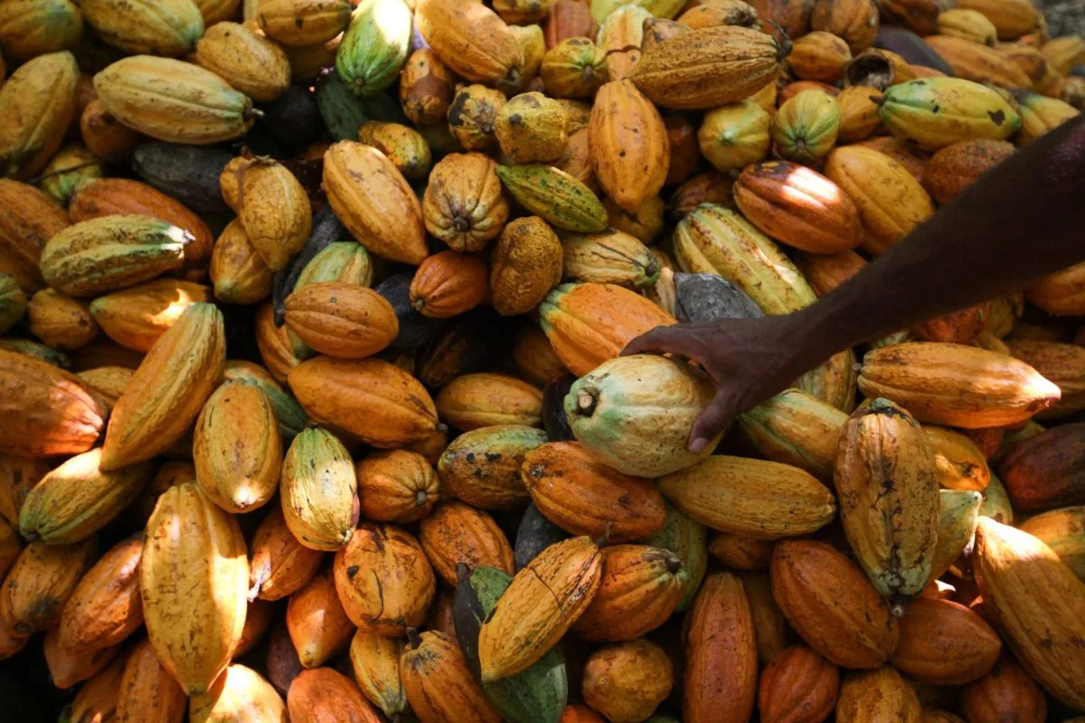 El auge del cacao en América Latina - oportunidades y desafíos en un mercado en evolución