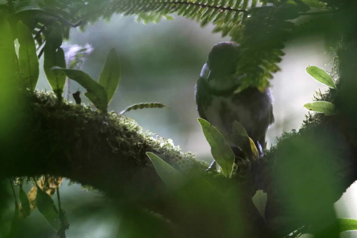 El cambio climático será la principal causa del declive de la biodiversidad a mitad de siglo