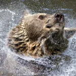 El norte de Eslovaquia registra nuevos ataques de osos pardos