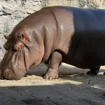 Gen-chan, el hipopótamo que dejó México como macho y llegó a Japón como hembra