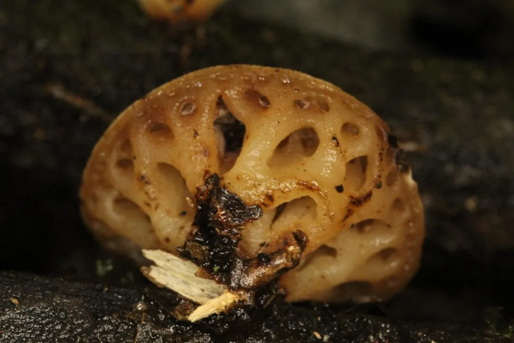 Hallan una especie de hongo que se creía desaparecida hace más de un siglo en Paraguay