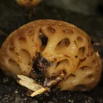 Hallan una especie de hongo que se creía desaparecida hace más de un siglo en Paraguay