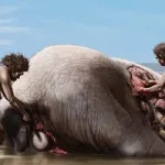 Los homínidos de la península ibérica se alimentaron de elefante hace 1,2 millones de años