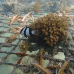 Los océanos están sufriendo un blanqueo masivo de los corales a nivel global, según NOAA