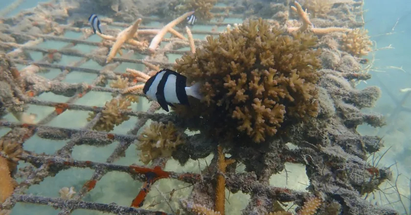 Los océanos están sufriendo un blanqueo masivo de los corales a nivel global, según NOAA
