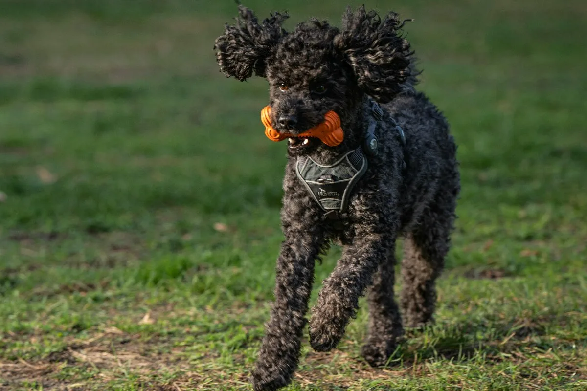 ¿Sabías que no todos los huesos son seguros para tu perro? Aprende a seleccionar con estos consejos