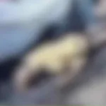 San Bernardo del Viento: Mariano Racines muere calcinado tras sufrir un infarto mientras quemaba basura