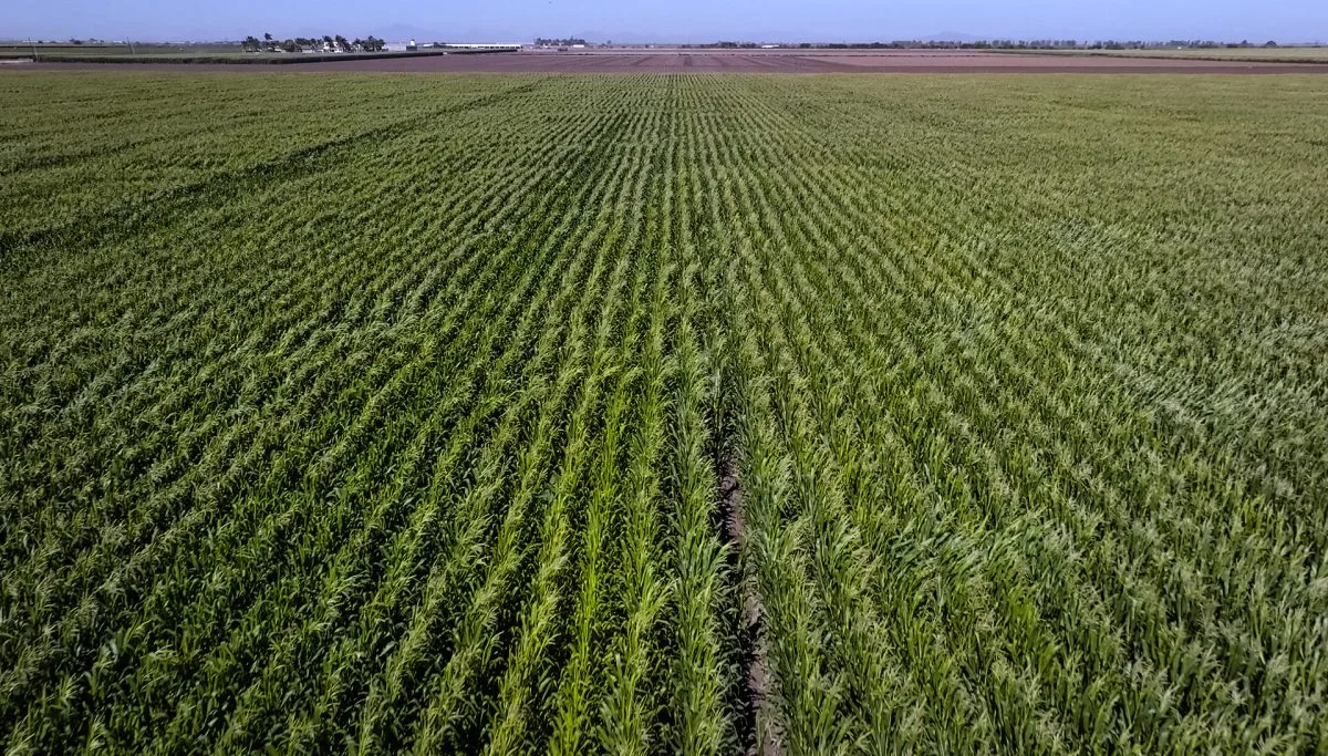 Un 40 % de productores en México mejoraron economía familiar con agricultura regenerativa-La economía colombiana repunta un 3,68% en julio impulsada por la agricultura y los servicios--Sector agro impulsa crecimiento de 2,02 % en la economía colombiana en agosto de 2024