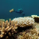 Un 73 % de la Gran Barrera de Arrecifes sufre el impacto del blanqueo masivo de corales