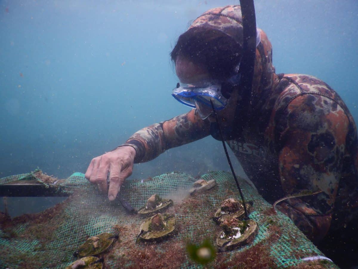 Unos 4.600 corales trasplantados en Galápagos para restaurar arrecifes que devastó El Niño