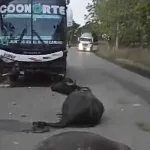 accidente entre bus y búfalos en Montelíbano