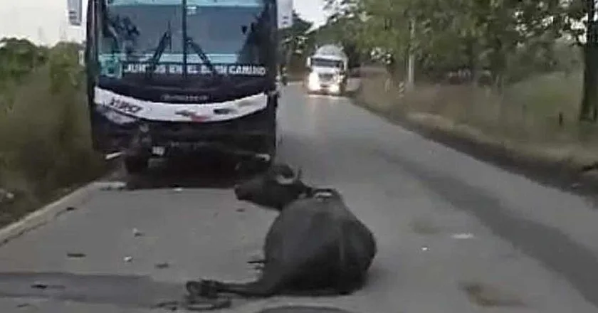 Bus de Coonorte mata a varios búfalos en brutal choque en una vía de Córdoba