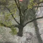 ¡Caos por lluvias en Bogotá! Fuerte granizada inunda calles y centro comercial Unicentro-🚨 Alerta del Ideam: Fenómeno de 'La Niña' afectará varias regiones del país desde septiembre. Caribe, Andina y Pacífica entre las más afectadas. ¿Estás preparado? #Clima2024 #LaNiñaColombia