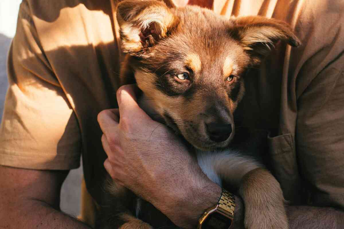 Guía para reducir la ansiedad por separación en perros y gatos-mascotas