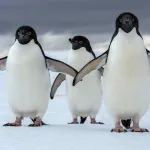 Alarma en la Antártida: Miles de pingüinos muertos por posible gripe aviar