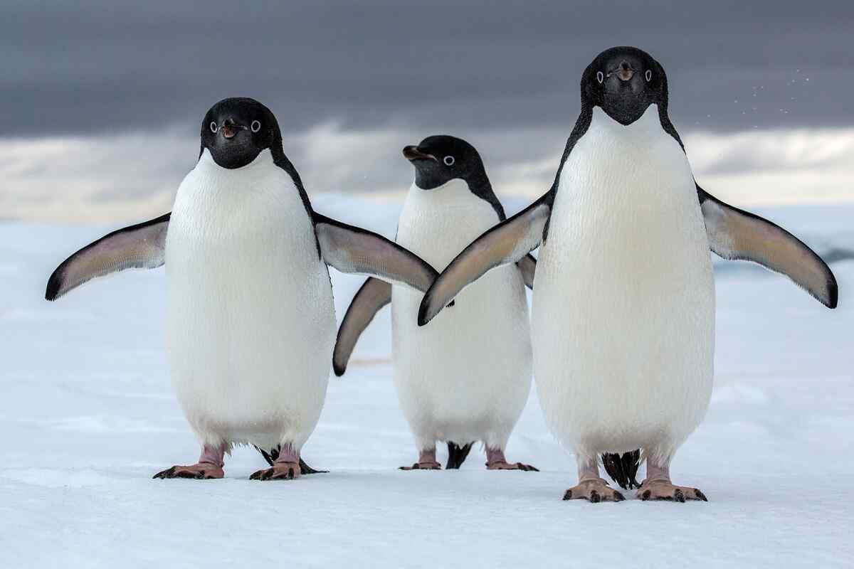 Alarma en la Antártida: Miles de pingüinos muertos por posible gripe aviar
