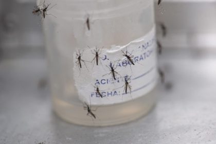 Con 8 millones de casos de dengue, la epidemia en las Américas no tiene precedentes