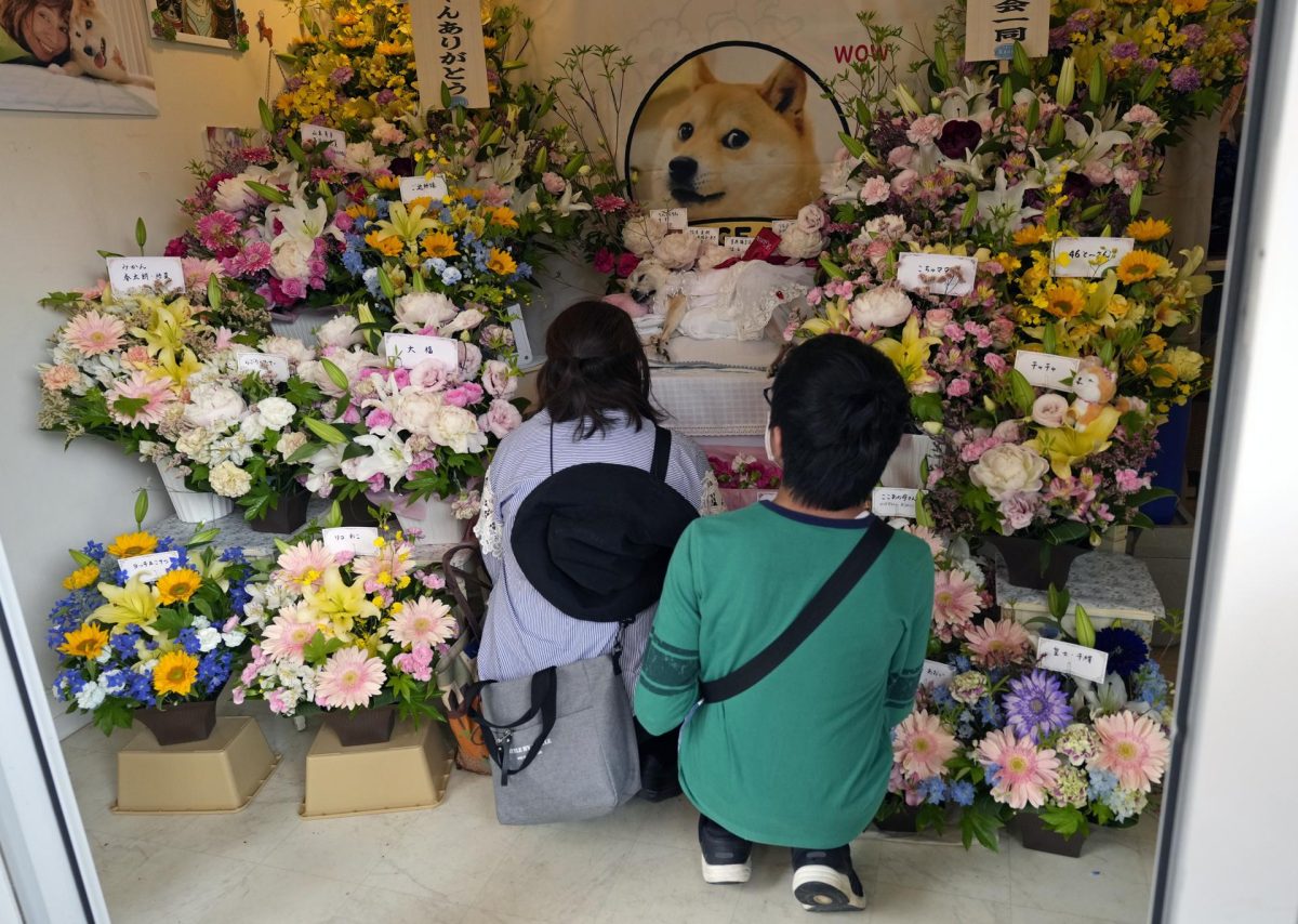 Decenas de personas se despiden con flores de Kabosu, la perra shiba inu que inspiró el meme Doge